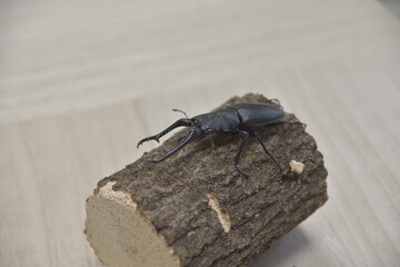 ギラファノコギリクワガタ