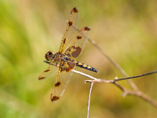 Calico Pennant Dragonfly Resting on a Branch