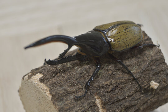 ヘラクレスオオカブト のストック写真 ロイヤリティフリーの画像 ベクター イラスト Adobe Stock ヘラクレスオオカブト のストック写真 ロイヤリティフリーの画像 ベクター イラスト Adobe Stock