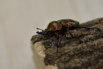 ニジイロクワガタ