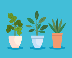 collection, house pot plants nature icons vector illustration design