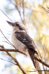 Kookaburra on a branch close up