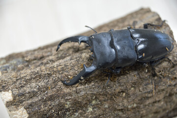 パラワンオオヒラタクワガタ