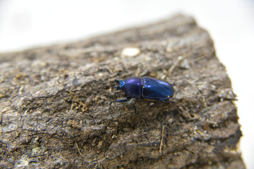 パプワキンイロクワガタ