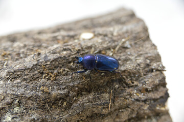 パプワキンイロクワガタ