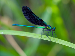 Ebony Jewelwing Damselfly on a Green Leaf