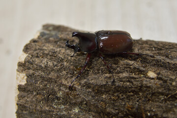 ニセヒメカブト