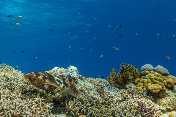 Cuttlefish on a colorful coral reef and the water surface in background