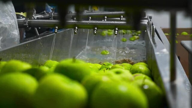Green apples on conveyor belt, automation to squeeze organic juice. cold pressed juice bottling factory. Fruit packaging warehouse & food processing facility.