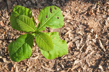 Green young leaves of young plant the teak tree or tectona grandis with brown dry leaves background top view close-up.