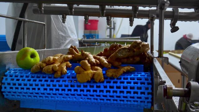 Ginger and apples on conveyor belt, automation to squeeze organic juice. cold pressed juice bottling factory. Interior of industrial food warehouse. juicing industry.