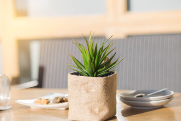 Plant pots put on wooden boards in restaurant.