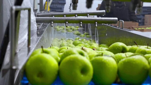Green apples on conveyor belt, automation to squeeze organic juice. cold pressed juice bottling factory. Fruit packaging warehouse & food processing facility.