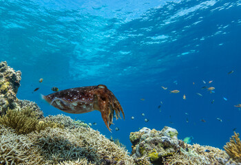 Cuttlefish on a colorful coral reef and the water surface in background