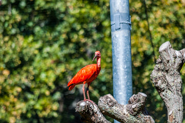 Ibis rouge photographié dans un parc animalier.