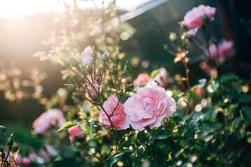 Rosen im Gegenlicht aus dem Garten