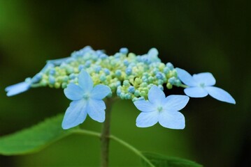 紫陽花3　水色ヤマアジサイ