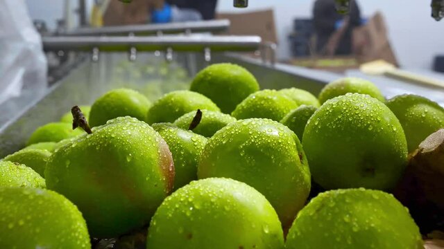 Green apples on conveyor belt, automation to squeeze organic juice. cold pressed juice bottling factory. Fruit packaging warehouse & food processing facility.