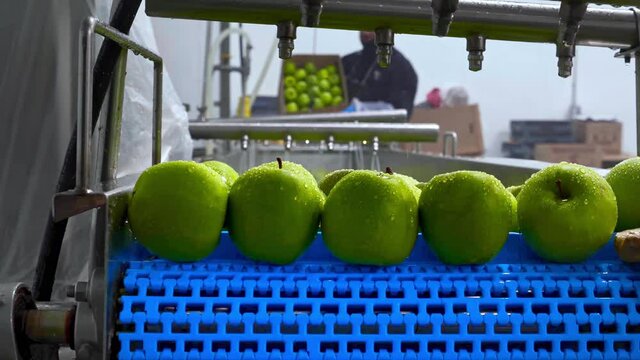 Green apples on conveyor belt, automation to squeeze organic juice. cold pressed juice bottling factory. Fruit packaging warehouse & food processing facility.
