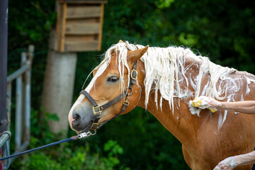 Horse Haflinger gets his mane washed, head neck view from the side..