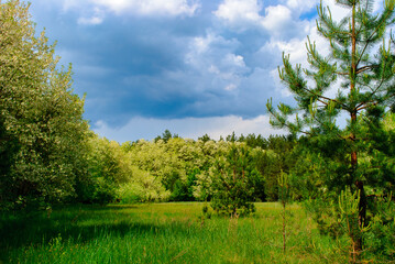 Nature in Chernobyl, a town in Ukraine, famous by the nuclear reactor explosion disaster on April 26, 1986