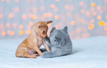 Fototapeta na wymiar Kitten sniffs a puppy sitting next to him on the background of lights