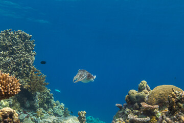 Cuttlefish on a colorful coral reef and the water surface in background