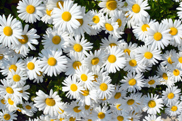 Daisy aka chamomile flowers 