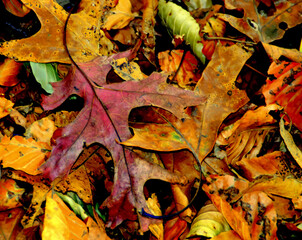 Autumn leaves