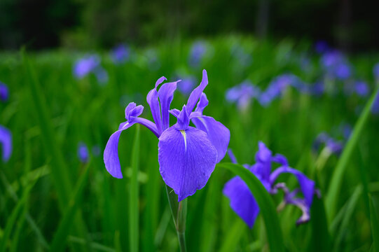 カキツバタ の画像 248 276 件の Stock 写真 ベクターおよびビデオ Adobe Stock