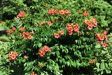 Fototapeta premium The Chinese trumpet creeper is a Bignoniaceae deciduous vine with beautiful orange flowers that bloom from summer to autumn and grow on trees and walls.