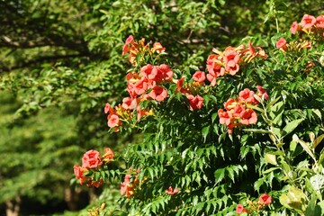 The Chinese trumpet creeper is a Bignoniaceae deciduous vine with beautiful orange flowers that...