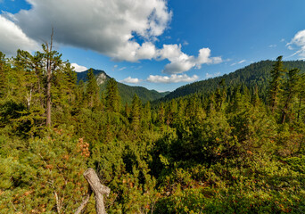 Green forest of fir-trees in mountains in summer with blue sky and clouds