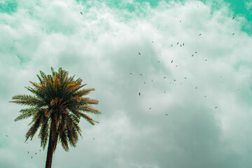 coconut tree with the blue sky of birds.