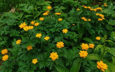 Beautiful orange globe-flowers in a wild forest on a cloudy day