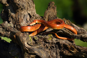 The corn snake (Pantherophis guttatus) rests on an old tree stump in a typical position. The snake...