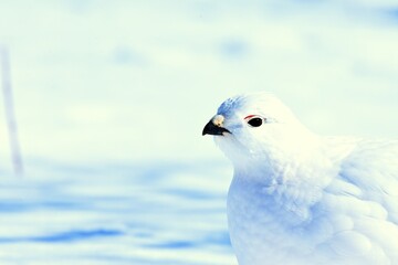 A Willow Ptarmigan wanders through the snow in the Alaskan wilderness.