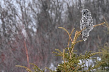 A Great Gray Owl quietly waits for prey in the Alaskan forest.