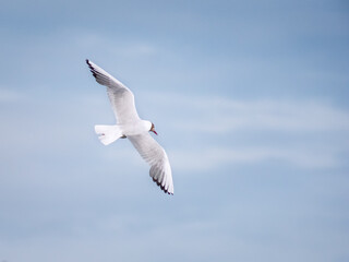 Seagull flying