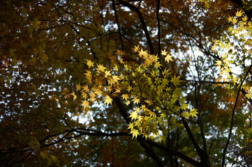 Autumn, go hiking and shining leaves.
