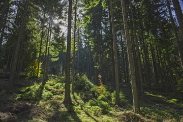 Obraz premium The sun's rays break through the deep spruce forest in the wild