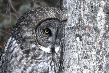 A Great Gray Owl quietly waits for prey in the Alaskan forest.