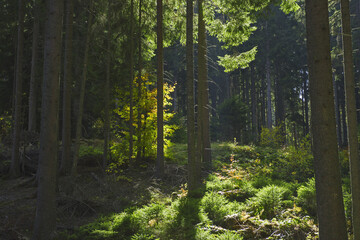 The sun's rays break through the deep spruce forest in the wild