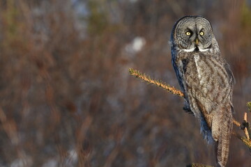 A Great Gray Owl quietly waits for prey in the Alaskan forest.