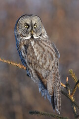 A Great Gray Owl quietly waits for prey in the Alaskan forest.
