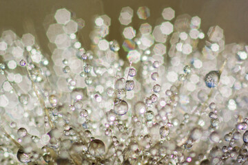 Fototapeta premium Morning dew on plant. Drops on plant.