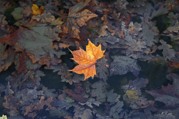 Fallen leaves of sycamore tree float on surface of water