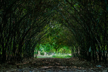 Real huge bamboo tunnel walk way in the forest of bamboo in Asia.