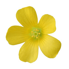 Fototapeta na wymiar 黄色いカタバミの花の切り抜き写真、白バック