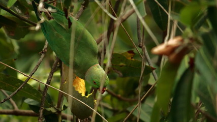 A Parrot Enjoying a Mango